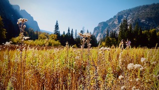 saw_a_bear_in_this_meadow.jpeg